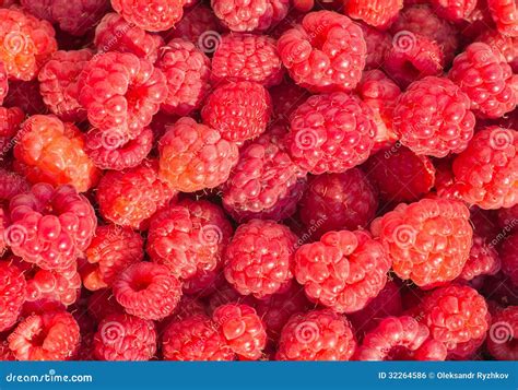 Fresh Raspberry Background Stock Photo Image Of Berry 32264586