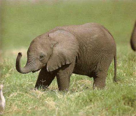 La Ternura De Los Elefantes Bebes Momentos Dulces
