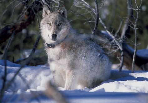 Free Yellowstone National Park Wolf Snow Animal Image