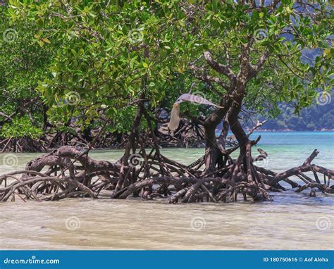 Beautiful Mangrove Tree On The Beach Stock Photo Image Of Landscape