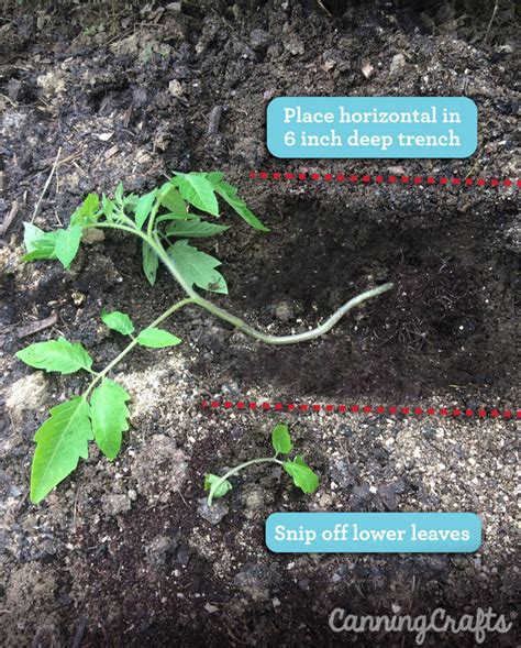 Trench Planting Tomatoes For Epic Root Growth And Strong Plants