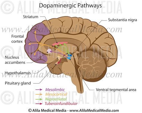 Dopaminergic pathways | Alila Medical Images