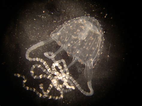 An Adult Irukandji Jellyfish Carukia Barnesi That Periodically