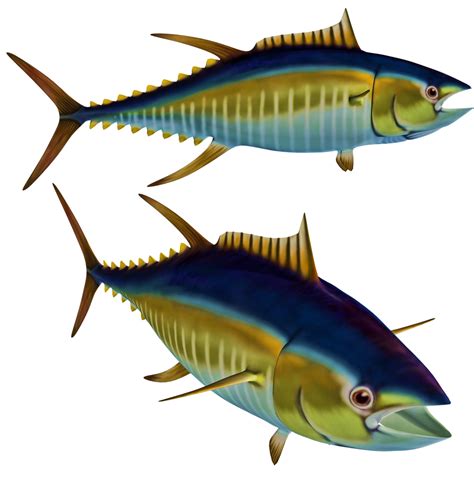 Tuna Png Stock By Jumpfer Stock On Deviantart