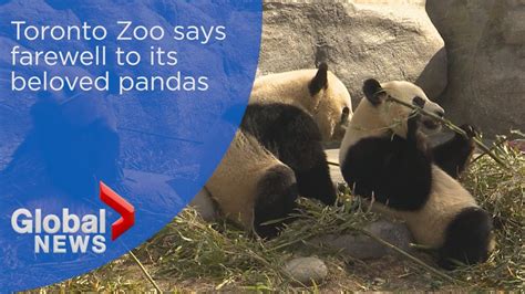 Toronto Zoo Says Farewell To Its Beloved Pandas Youtube