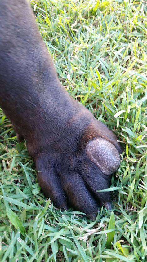 Dog Has Lump In Between Toes