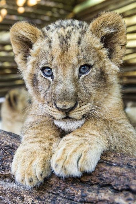 Top 5 Cute Baby Lions With Images Animals Animals Wild Animals