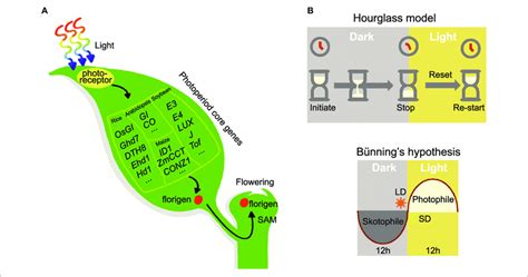 Universality Of Photoperiod Flowering Signaling Pathway In Plant A