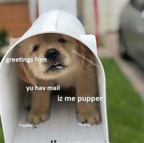 You Have Mail Human And Its So Cute Cute Dog Memes Dog Jokes Cute