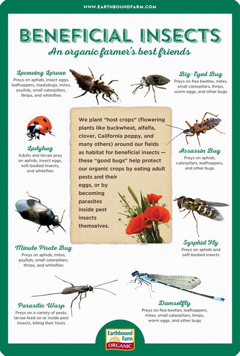 Insect Id Chart