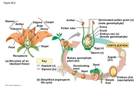 Ch 38 Angiosperm Reproduction And Biotechnology
