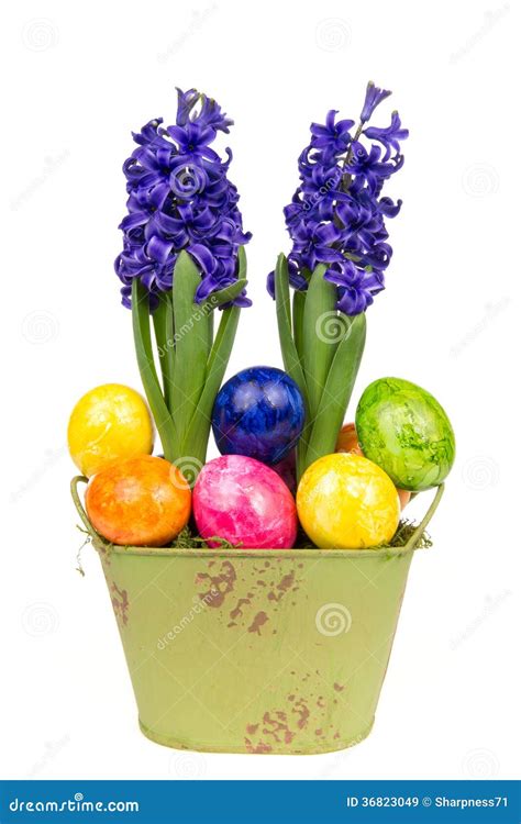 Blue Hyacinth Eggs 3 Stock Image Image Of Flowers Hyacinths 36823049