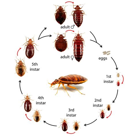 Bed Bugs Rid Your House Of Pests