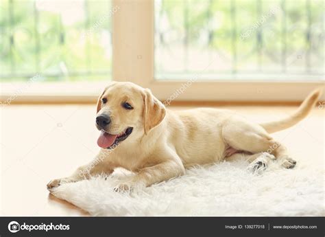 Golden Labrador Dog — Stock Photo © Belchonock 139277018