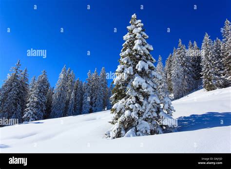 Norway Spruce Picea Abies Snow Covered Spruce In The Suisse Alps