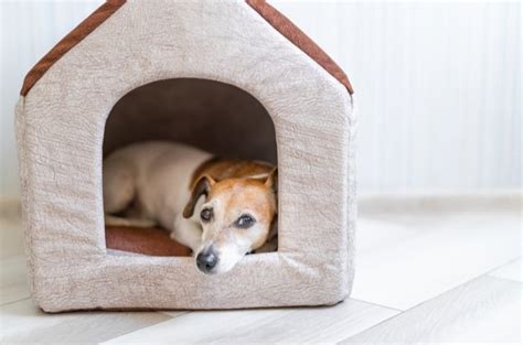 Best Indoor Dog House Petguide