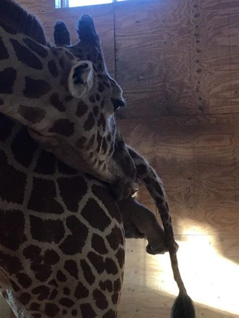 Live Video April The Giraffe Is In Active Labor