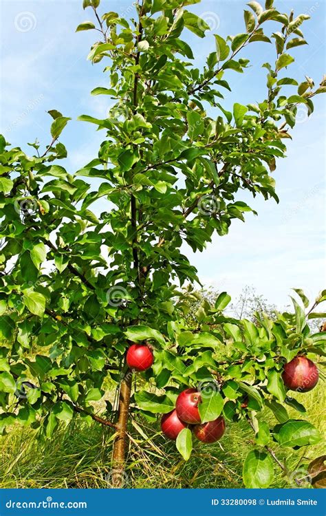 Small Apple Tree Stock Photo Image Of Color Farming 33280098