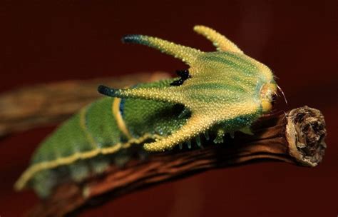 Thescienceofreality 10 Insects That Look Like Science Llama