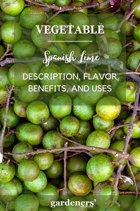 Spanish Lime Mamoncillo Benefits Taste And Uses Gardeners Magazine