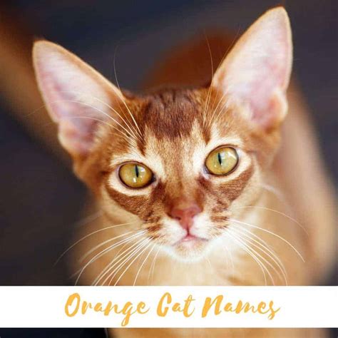 For starters, their beautiful white fur is gorgeous and gives these cats a sweet, pure feel. 500 Orange Cat Names - The only list you'll need to find ...