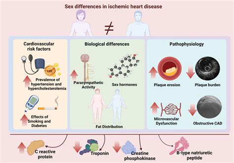 Sex Beyond Cardiovascular Risk Factors And Clinical Biomarkers Of