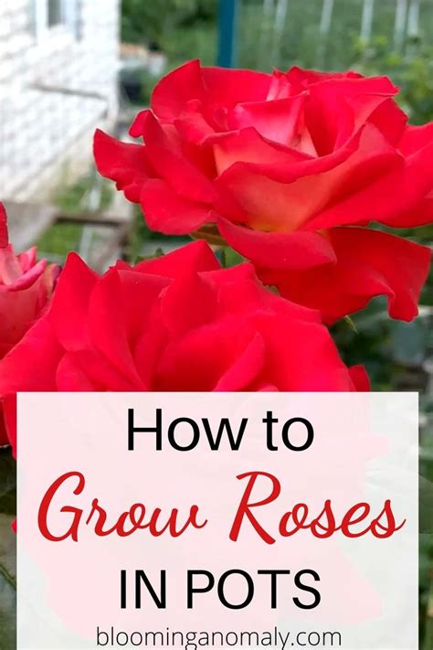 How To Grow Roses In Pots Video Growing Roses Rose Planting Roses