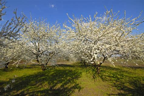 Spring Garden Of Fruit Trees In Early Spring April Aff Fruit