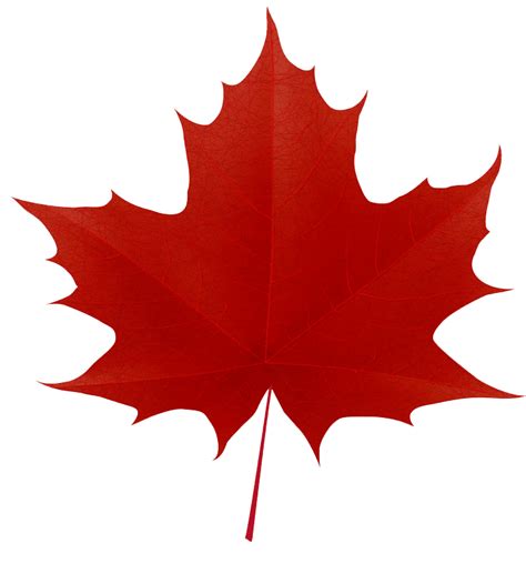 Red Maple Leaf Clipart Transparent Clipart World