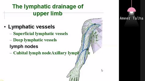 Gross Anatomy Venous And Lymphatic Drainage Of Upper Limbpalmer Spaces