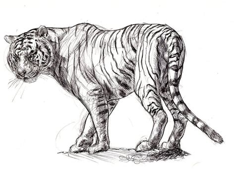 White Tiger Sketch By Ezekiel Black On Deviantart Tiger Sketch