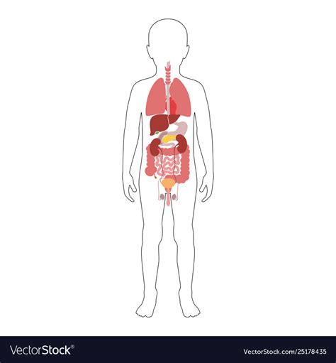 Human Internal Organs Royalty Free Vector Image