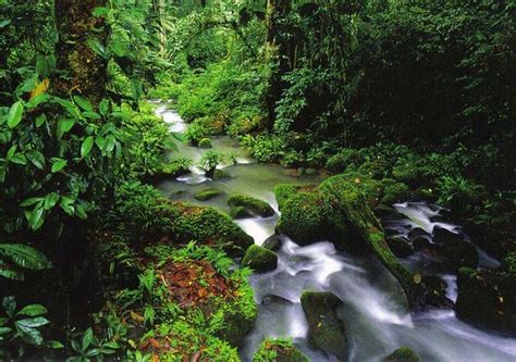 Rainforest In Costa Rica Rainforest Costa Rica Great River