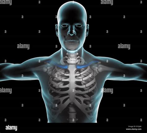 X Rays Of Body Parts Hi Res Stock Photography And Images Alamy