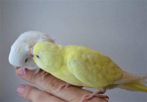 Albino And Lutino Budgies Just Being Cute Albiino Ja Lutiino