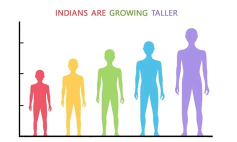 Average Human Height Chart