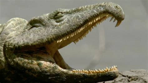 Historia De Reptiles Y Dinosaurios Parte 3 Proterosuchus Ciencia