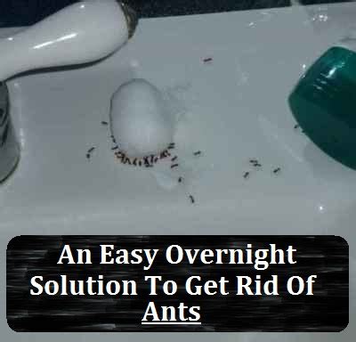How to get rid of ants overnight uk. An Easy Overnight Solution To Get Rid Of Ants