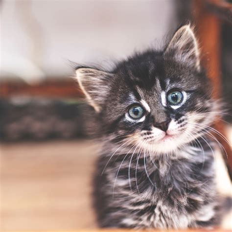 All kittens have blue eyes when they're born (because blue eyes have ...
