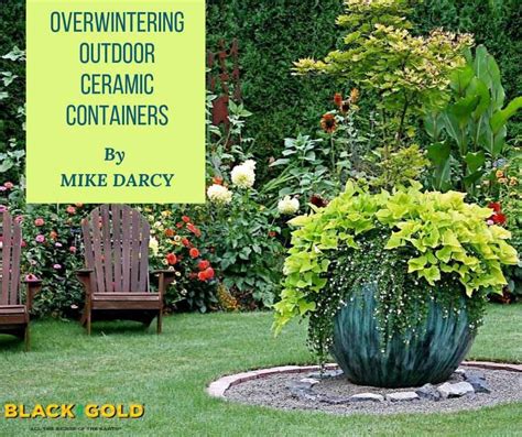 Overwintering Outdoor Ceramic Containers Overwintering Winter Garden