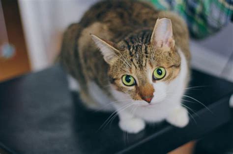 If you see your cat drooling a lot of saliva, it is usually a sign that something is wrong and veterinary treatment is required. Why Does My Cat Drool When I Pet Him? Should I Ever Worry ...