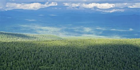 Russias Forests Overlooked In Climate Change Fight Scientists Warn