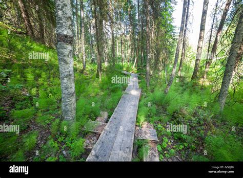 Wooden Footpath In The Forest Stock Photo Alamy