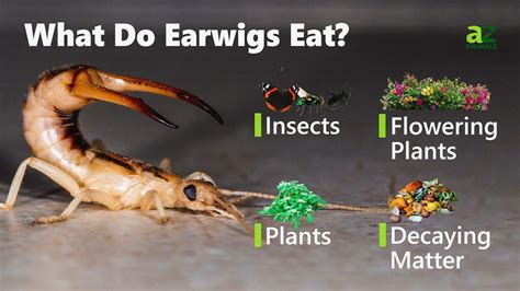 What Do Earwigs Eat Imp World