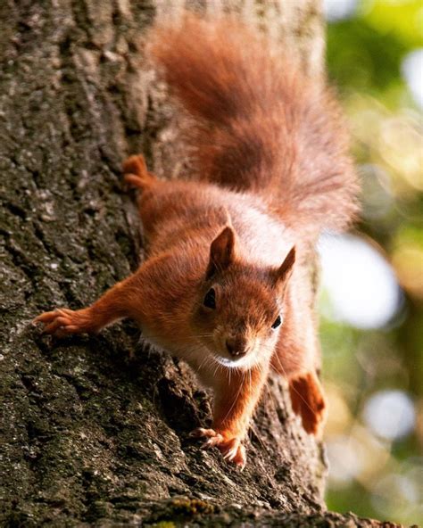 Four Baby Red Squirrels Born At Yorkshire Arboretum The Yorkshireman