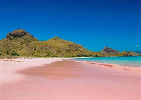 Pantai Pink Di Lombok Timur Satu Dari Tujuh Di Dunia Ntb
