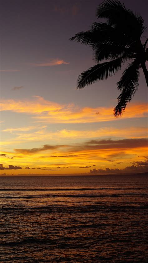 Wallpaper Maui Hawaii Ocean Palm Sunset 5k Nature 16699