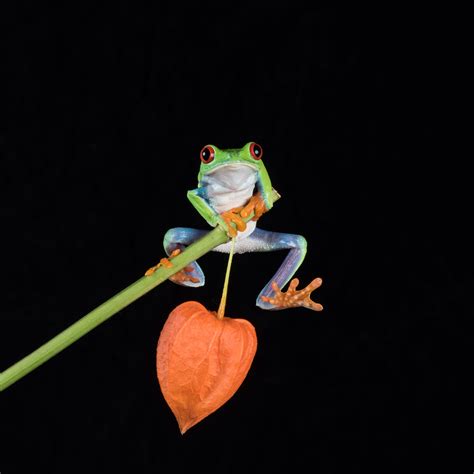 Green Frog Holding On Green Tree Branch Hd Wallpaper Wallpaper Flare