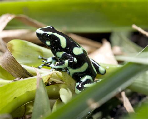 16 Best Pet Frogs For Beginners With Pictures Pet Keen