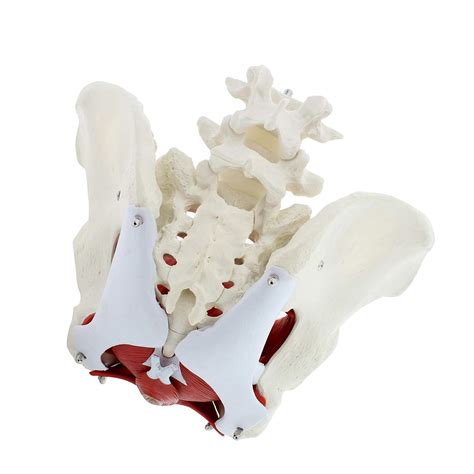 Buy MonMed Pelvic Model 6pc Life Size Pelvis Anatomical Model